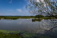 06.-Isola-della-Cona_RossellaBoscarol
